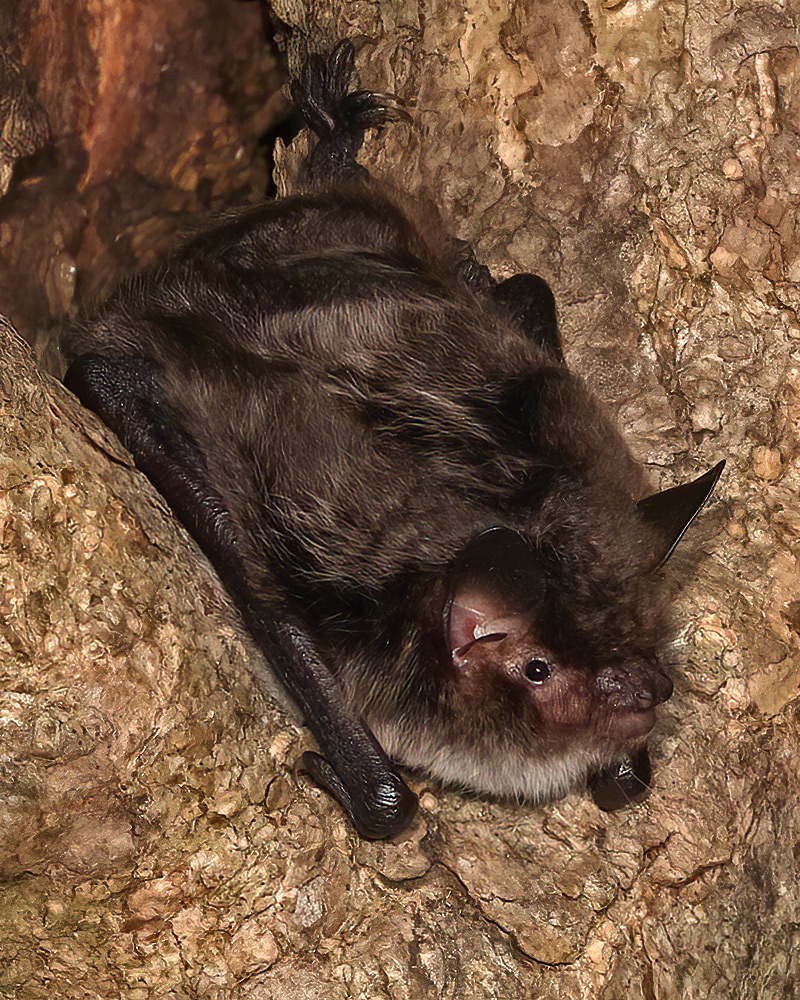 Daubenton's bat
